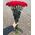 Funeral bouquet of 20 red carnations