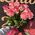 11 Jumilia roses - 1