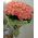 Bouquet of 101 roses - view 2