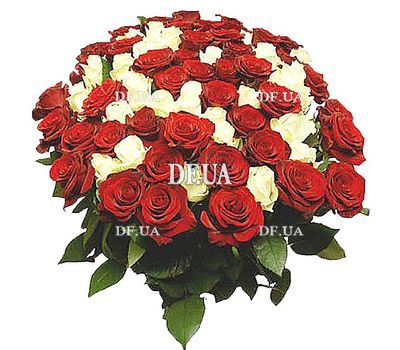 95 red and white roses