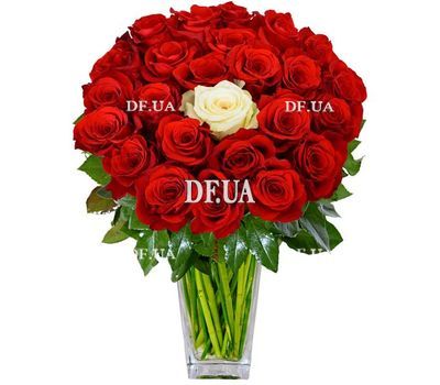 24 красные розы и 1 белая