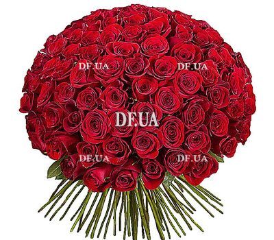 101 Dutch roses