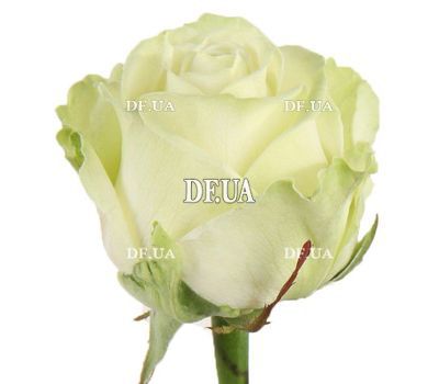 White roses per piece