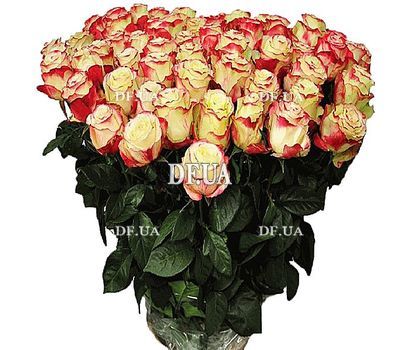Big roses