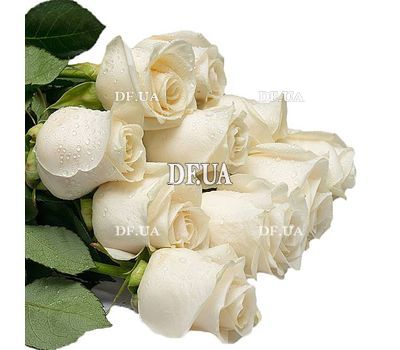 Bouquet of imported white roses