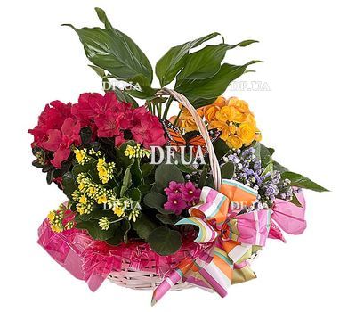 Flowers in a pot as a gift to a girl
