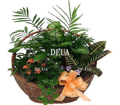 Flowers in a pot as a gift to buy
