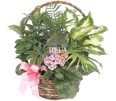 Flowers in a pot as a gift to a woman