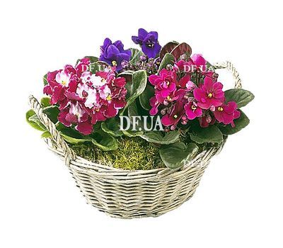Flowers in the basket inexpensive