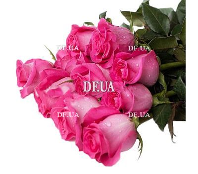 Ecuadorian meter pink roses