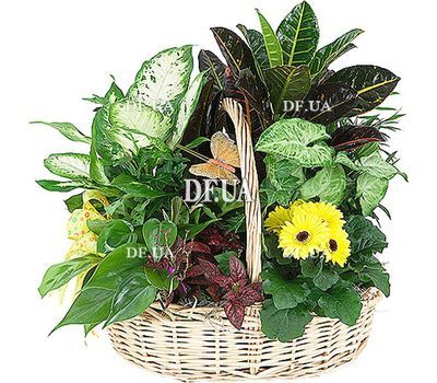 Композиция из комнатных цветов в горшке купить