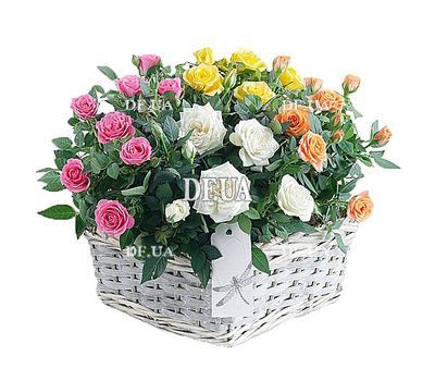 Composition of cluster roses in pots in a basket