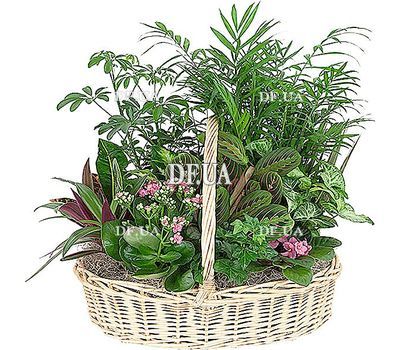 Composition of houseplants