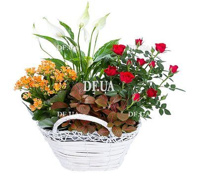 Plant composition