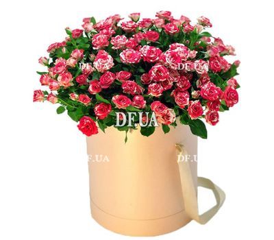 Box of 19 rose bush roses