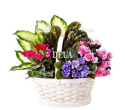 Basket with indoor plants