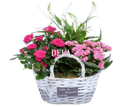 Beautiful indoor flowers in the basket