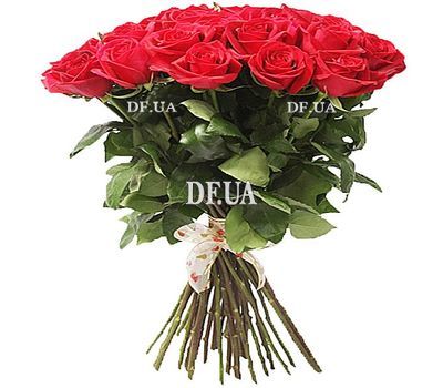 Red Dutch roses