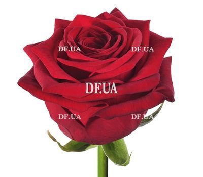 Red roses per piece