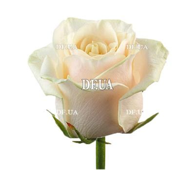 Cream roses per piece