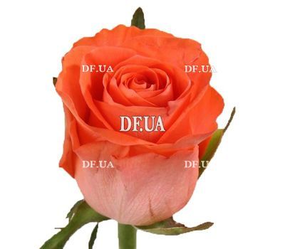Orange roses by the piece