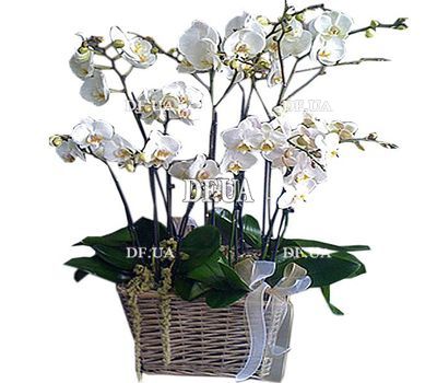 Orchids in the basket