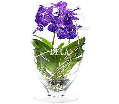 Wanda`s Orchid in Glass