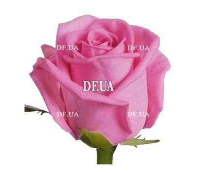 Pink roses per piece