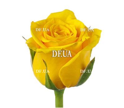 Yellow roses by the piece