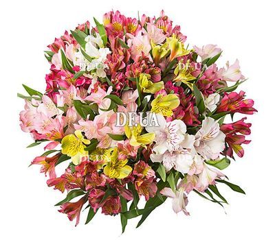 Bouquet of 25 alstromeries