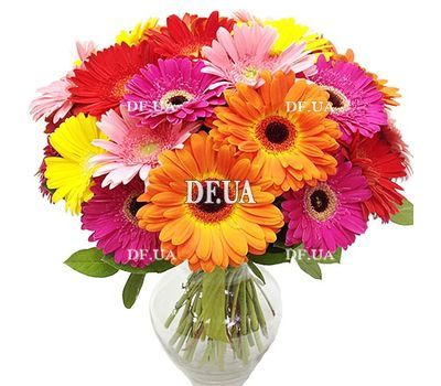 Bouquet of 25 gerberas