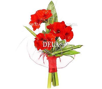 Bouquet of Amaryllis