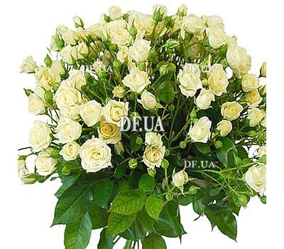 Bouquet of cream spray roses - view 1