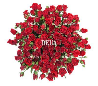 Bouquet of red spray roses