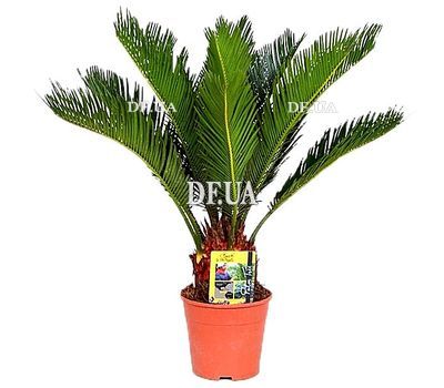Cycas in a pot