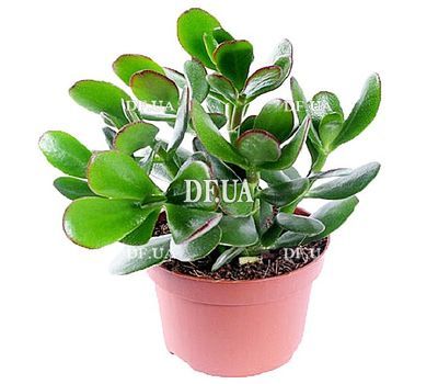 Money tree in a pot
