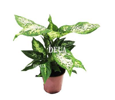 Dieffenbachia in the pot