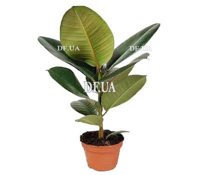 Ficus Rabusta