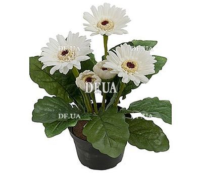 Gerbera in the pot