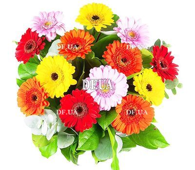 Gerberas to buy