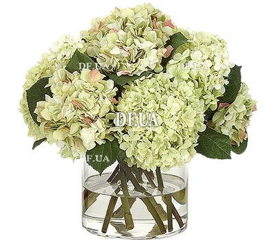 Hydrangea to buy