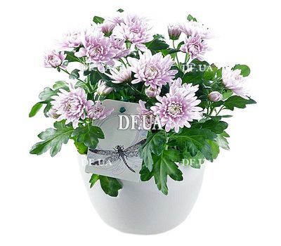 Chrysanthemum in a pot