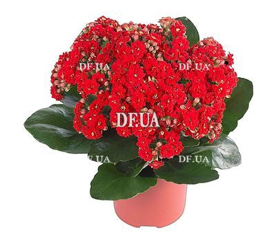 Kalanchoe in the pot