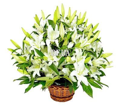 Basket of white lilies