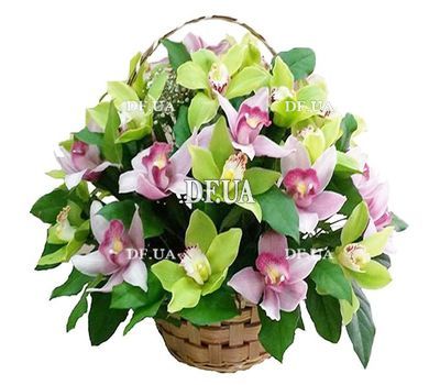 Basket of 25 orchids