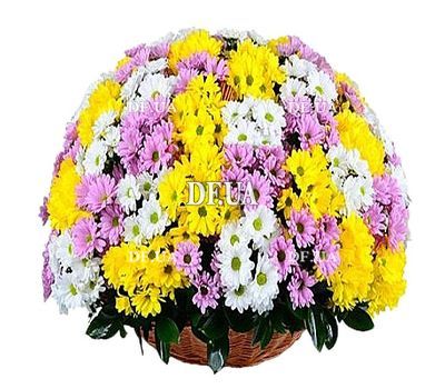 Basket of multi-colored chrysanthemums