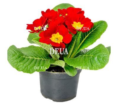 Red Primula