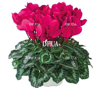 Red Cyclamen