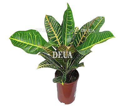 Croton