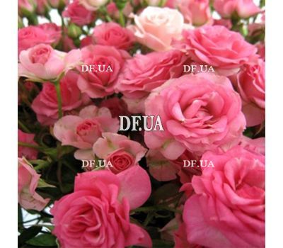 A small bouquet of pink roses - view 1